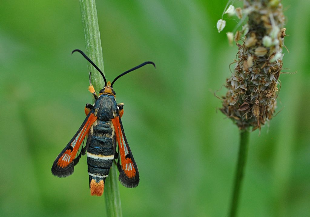 Sesiidae da id...